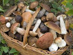 funghi-1.jpg
