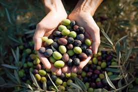 olive2.jpg